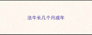 法牛长几个月成年