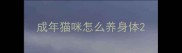成年猫咪怎么养身体