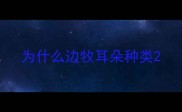 为什么边牧耳朵种类