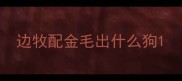 边牧配金毛出什么狗
