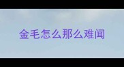 金毛怎么那么难闻