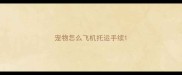 宠物怎么飞机托运手续