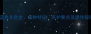 边境牧羊犬蓝色毛色全品种特征养护要点及遗传规律必看指南