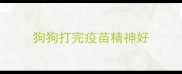 狗狗打完疫苗精神好