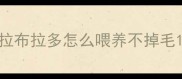 拉布拉多怎么喂养不掉毛