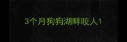 3个月狗狗湖畔咬人