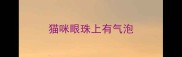 猫咪眼珠上有气泡