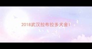 2018武汉拉布拉多犬舍