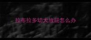 拉布拉多幼犬放屁怎么办