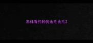 怎样看纯种的金毛金毛