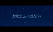 边牧怎么训练它叫