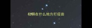 松狮在什么地方打疫苗