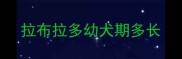拉布拉多幼犬期多长