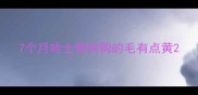 7个月哈士奇狗狗的毛有点黄