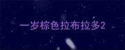 一岁棕色拉布拉多