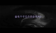 金毛个子几个月会长大