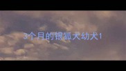 3个月的银狐犬幼犬