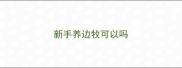 新手养边牧可以吗