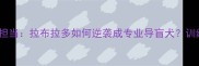 导盲犬界的暖男担当拉布拉多如何逆袭成专业导盲犬训练全攻略大公开