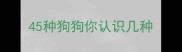 45种狗狗你认识几种