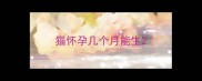 猫怀孕几个月能生