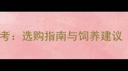 拉布拉多幼犬价格参考选购指南与饲养建议附低价避坑攻略