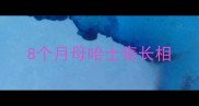 8个月母哈士奇长相
