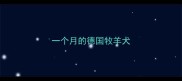 一个月的德国牧羊犬
