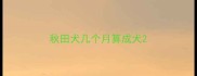 秋田犬几个月算成犬