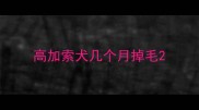 高加索犬几个月掉毛