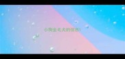 小狗金毛犬的信息