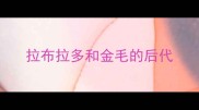 拉布拉多和金毛的后代