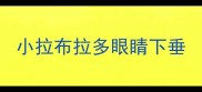 小拉布拉多眼睛下垂