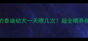 2个多月的泰迪幼犬一天喂几次超全喂养指南来了