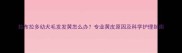 拉布拉多幼犬毛发发黄怎么办专业黄皮原因及科学护理指南