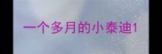 一个多月的小泰迪