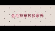 金毛拉布拉多家养