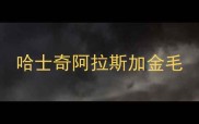 哈士奇阿拉斯加金毛