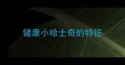 健康小哈士奇的特征