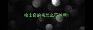 哈士奇的毛怎么不掉啊