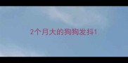 2个月大的狗狗发抖