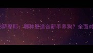 金毛寻回犬VS萨摩耶哪种更适合新手养狗全面对比饲养指南