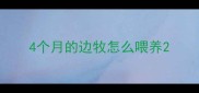4个月的边牧怎么喂养