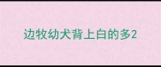 边牧幼犬背上白的多