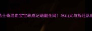 阿拉斯加哈士奇混血宝宝养成记萌翻全网冰山犬与拆迁队的甜蜜结晶