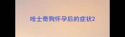 哈士奇狗怀孕后的症状