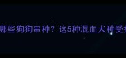 泰迪犬适合和哪些狗狗串种这5种混血犬种受捧优缺点全