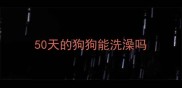 50天的狗狗能洗澡吗