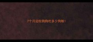 7个月边牧狗狗吃多少狗粮