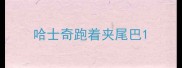 哈士奇跑着夹尾巴